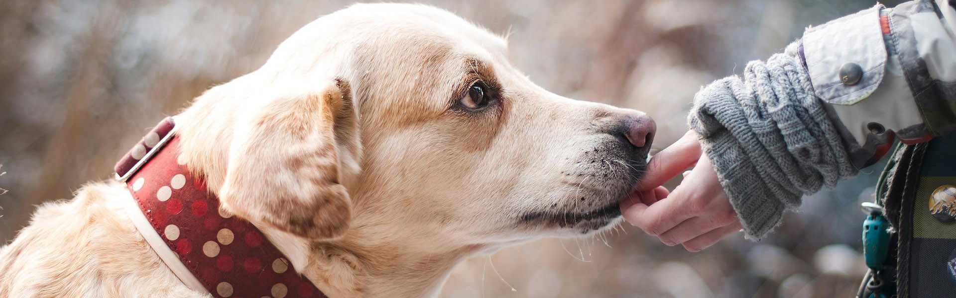 Dog Camp Toronto