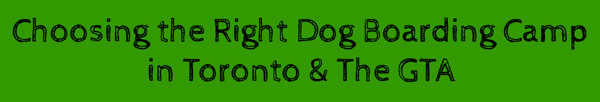 Dog Camp Toronto: Choosing the Right Dog Boarding Spot